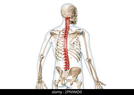 Knochen der Wirbelsäule oder Wirbel in der farbigen Rückansicht mit 3D-Darstellung des Körpers isoliert auf Weiß mit Kopierbereich. Menschliche Skelettanatomie, medi Stockfoto