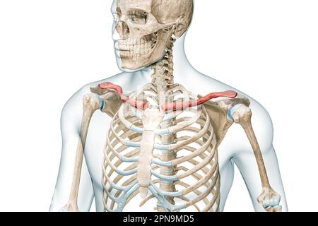 Schlüsselbeinknochen oder Schlüsselbein in Farbe mit 3D-Darstellung des Körpers isoliert auf Weiß mit Kopierbereich. Anatomie des menschlichen Skeletts, medizinisches Diagramm, Stockfoto