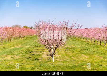 Reihen und Reihen blühender rosa Bäume in East Hampton, NY Stockfoto