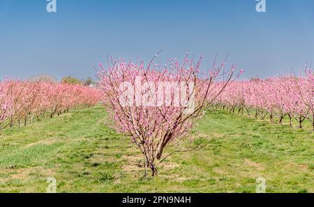 Reihen und Reihen blühender rosa Bäume in East Hampton, NY Stockfoto