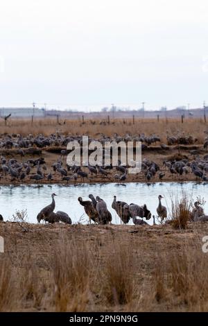 Sandhill Cranes (Antigone canadensis) wandern auf ihrem jährlichen Flug durch Gibbon, Nebraska, USA entlang des Platte River. Stockfoto