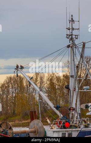 Ein Paar Weißkopfadler auf einem kommerziellen Fischereifahrzeug in Steveston, British Columbia, Kanada Stockfoto