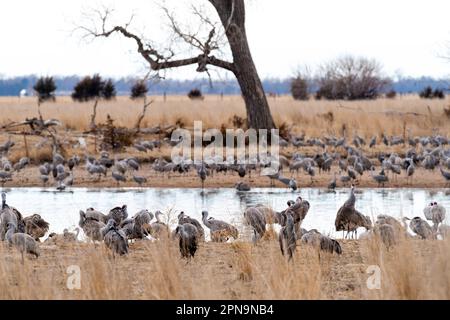 Sandhill Cranes (Antigone canadensis) wandern auf ihrem jährlichen Flug durch Gibbon, Nebraska, USA entlang des Platte River. Stockfoto