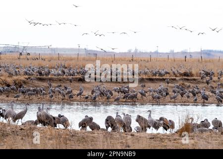 Sandhill Cranes (Antigone canadensis) wandern auf ihrem jährlichen Flug durch Gibbon, Nebraska, USA entlang des Platte River. Stockfoto