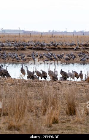 Sandhill Cranes (Antigone canadensis) wandern auf ihrem jährlichen Flug durch Gibbon, Nebraska, USA entlang des Platte River. Stockfoto