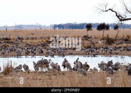 Sandhill Cranes (Antigone canadensis) wandern auf ihrem jährlichen Flug durch Gibbon, Nebraska, USA entlang des Platte River. Stockfoto