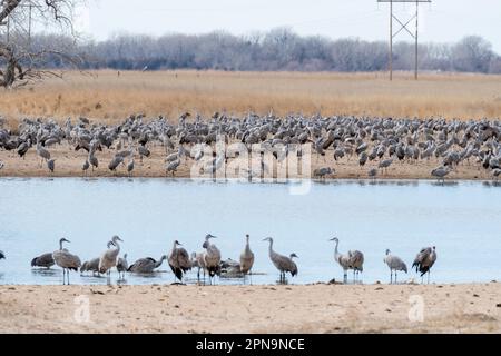 Sandhill Cranes (Antigone canadensis) wandern auf ihrem jährlichen Flug durch Gibbon, Nebraska, USA entlang des Platte River. Stockfoto