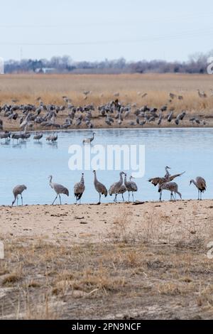 Sandhill Cranes (Antigone canadensis) wandern auf ihrem jährlichen Flug durch Gibbon, Nebraska, USA entlang des Platte River. Stockfoto