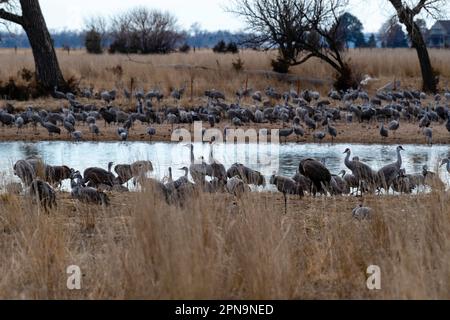 Sandhill Cranes (Antigone canadensis) wandern auf ihrem jährlichen Flug durch Gibbon, Nebraska, USA entlang des Platte River. Stockfoto