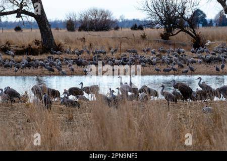 Sandhill Cranes (Antigone canadensis) wandern auf ihrem jährlichen Flug durch Gibbon, Nebraska, USA entlang des Platte River. Stockfoto