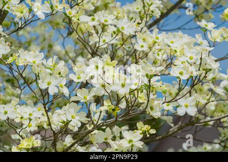 Horizontale Aufnahme der wunderschönen Hundeholzblüten im Frühling. Stockfoto