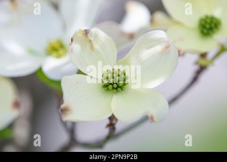 Horizontale Aufnahme einer Hundeholzblüte mit geringer Schärfentiefe. Stockfoto