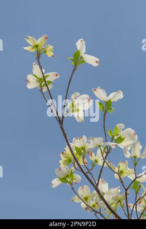 Vertikale Aufnahme von Dogwood-Blüten vor einem klaren, blauen Himmel im Frühling. Stockfoto