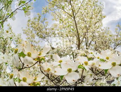 Horizontale Aufnahme eines großen Hundeholzbaums mit weißen Blüten vor einem wolkigen blauen Himmel im Frühling. Stockfoto