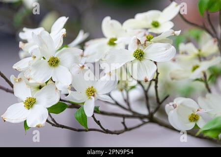 Horizontale Aufnahme eines Hundeholzzweigs im Frühling. Stockfoto