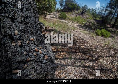 acorn oder lande im Stamm und Rinde eines Baumes der Gattung arborealer Quercus, die Eicheln wie Eiche, Steineiche, Korkeiche, Galleneiche und Pyren geben Stockfoto