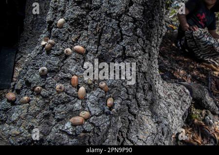 acorn oder lande im Stamm und Rinde eines Baumes der Gattung arborealer Quercus, die Eicheln wie Eiche, Steineiche, Korkeiche, Galleneiche und Pyren geben Stockfoto