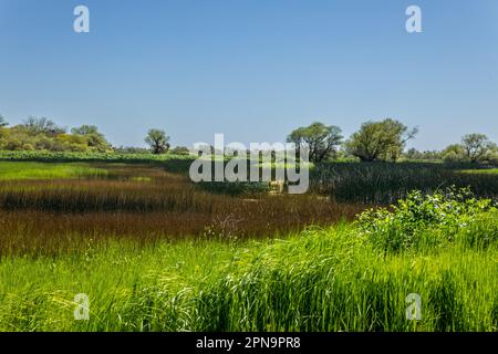 Im San Luis National Wildlife Refuge im Central Valley von Kalifornien, USA, gibt es im Frühling dezente Farben Stockfoto