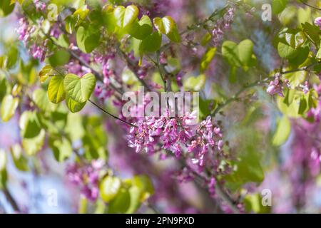 WESTERN Redbud, Cercis occidentalis Stockfoto