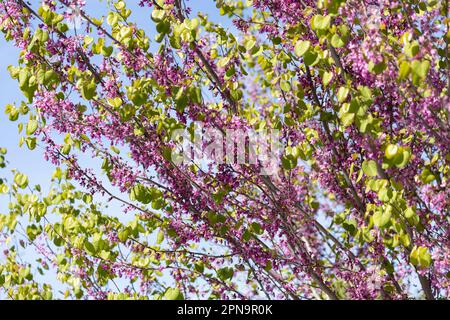 WESTERN Redbud, Cercis occidentalis Stockfoto