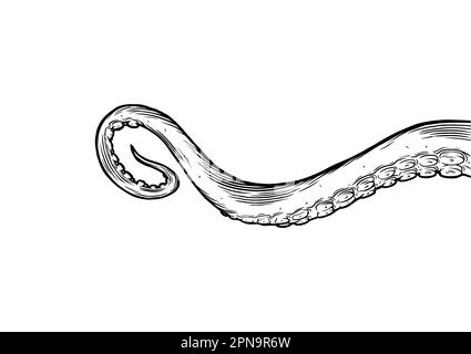 Tintenfisch-Tentakel, der nach oben reicht, Körperteile von Meerestieren, die aus dem Rahmen hervorstehen, geschnitten für Futter- oder Rahmendesign, Zeichentrickskizze. Stock Vektor