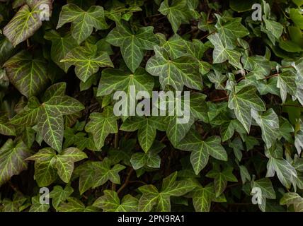 Eine Mauer aus gemeiner Ivy. Verwendbar als Hintergrund oder Textur. Auch bekannt als Europäischer Efeu, englischer Efeu oder Efeu. (Hedera Helix) Stockfoto