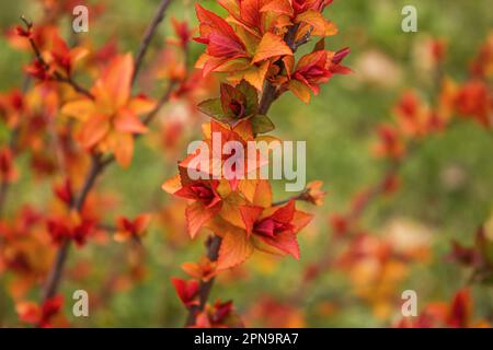 Eine Makroaufnahme der bunten Blätter eines magischen Teppichbuschels. Klammerblüten der japanischen Spirea „Magic Carpet“-Pflanze. Stockfoto