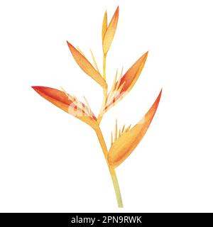 Aquarelldarstellung mit realistischem Zweig von strelitzia. Paradiesvogel Blume Clipart in Aquarell gemalt. Botanische Darstellung von Stockfoto