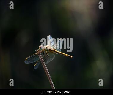 Weiblicher gekelter Skimmer Dragonfly - Orthetrum Coerulesce sitzt auf einem Zweig der Natur. Makrofoto, Hintergrundbeleuchtung und selektiver Flachfokus für Effekte. Stockfoto