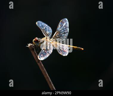 Weiblicher gekelter Skimmer Dragonfly - Orthetrum Coerulesce sitzt auf einem Zweig der Natur. Makrofoto, Hintergrundbeleuchtung und selektiver Flachfokus für Effekte. Stockfoto