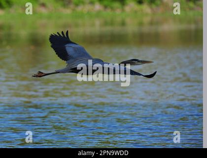 Great Blue Heron flying low über Wasser Stockfoto