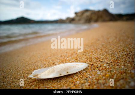 Tintenfischknochen am Ufer eines Strandes in La Maddalena, Sardinien, Italien Stockfoto