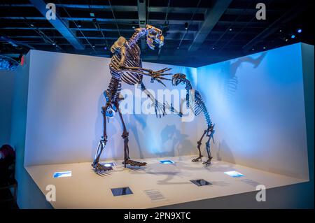 Houston, Texas - 7. April 2023: Dinosaurierausstellungen im Houston Museum of Natural Science. Stockfoto