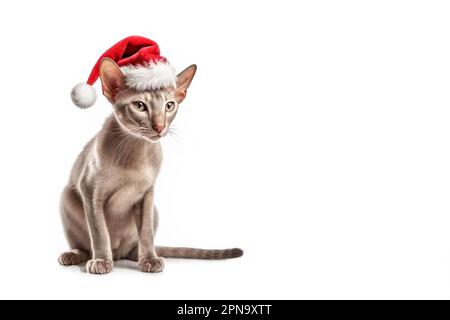 Katze in roten Weihnachtsmann-Hüten isoliert auf weißem Hintergrund. Sphynx-Katze mit weihnachtsmann-Hut. Banner mit Kopierfunktion Stockfoto