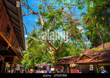 KRABI, THAILAND - MÄRZ 2018: Blühender tropischer Baum Royal Poinciana mit wunderschönen roten Blumen im Dorf am Railay Beach West, Ao Nang, Krabi, Stockfoto