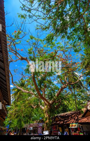 KRABI, THAILAND - MÄRZ 2018: Blühender tropischer Baum Royal Poinciana mit wunderschönen roten Blumen im Dorf am Railay Beach West, Ao Nang, Krabi, Stockfoto