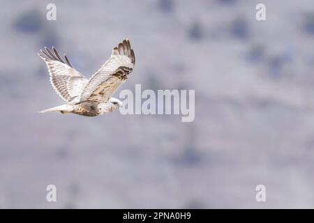 Ein grober Falke im Flug. Stockfoto