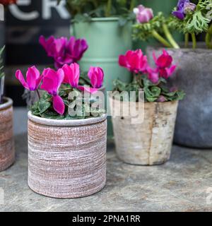 Rosa Cyclamen in einem runden Topf auf dem Stuhl als Dekoration eines Straßencafés Stockfoto