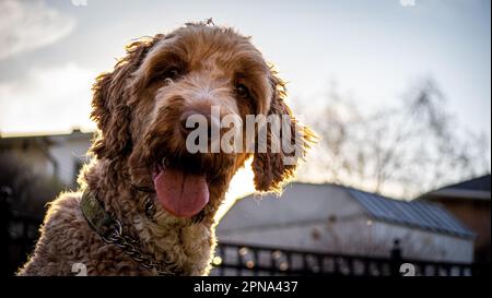 Hunde, die an einem sonnigen Tag keuchen Stockfoto