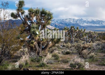 Joshua-Bäume blühen im Frühling in der nördlichen Mojave-Wüste. Stockfoto
