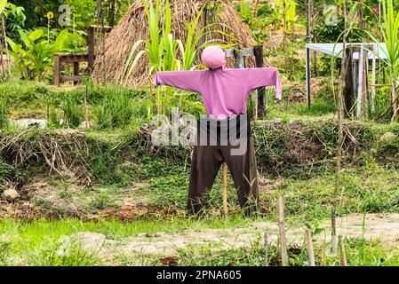 Vogelscheuche unermüdlich steht bewachen das Feld an einem bewölkten Tag. Stockfoto