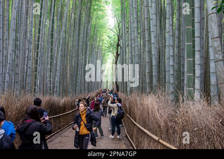 April 2023, Arashiyama Bamboo Forest and Grove in Kyoto Japan Stockfoto