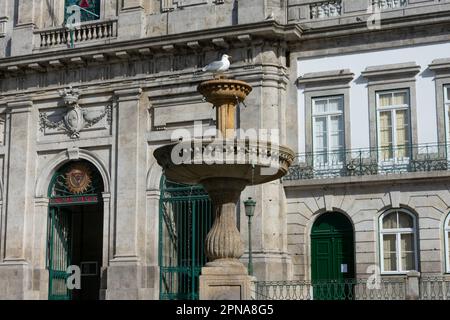 Eine Möwe über einem Brunnen und die Kirche der Heiligen Dreifaltigkeit, Igreja da Santissima Trindade im Hintergrund. Porto, Portugal Stockfoto