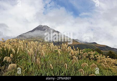 Mt Egmont und das Schilf - Taranaki - Neuseeland Stockfoto