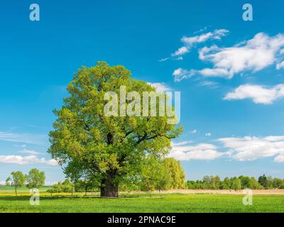 Wiese mit alter Rieseneiche (Quercus robur) im Frühling, Naturdenkmal, Thüringen, Deutschland Stockfoto