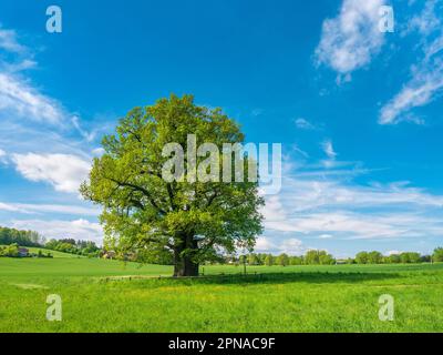 Wiese mit alter Rieseneiche (Quercus robur) im Frühling, Naturdenkmal, Thüringen, Deutschland Stockfoto