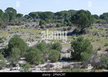 Kiefern (Pinus pinaster) in der Dünenlandschaft, Coto de Donana, Spanien Stockfoto