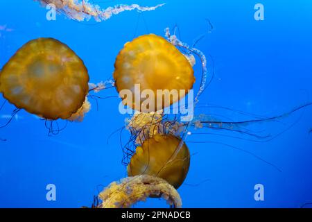 Eine Gruppe von Quallen schwimmt ruhig vor blauer Kulisse in Zeitlupe Stockfoto