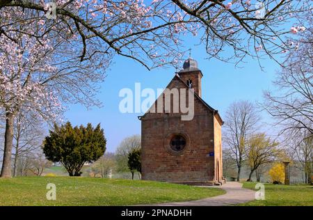 St. Nicholas-Kapelle, ehemalige Burgkapelle am Landeck, Klingenmünster, Südpfalz, Pfalz, Rheinland-Pfalz, Deutschland Stockfoto