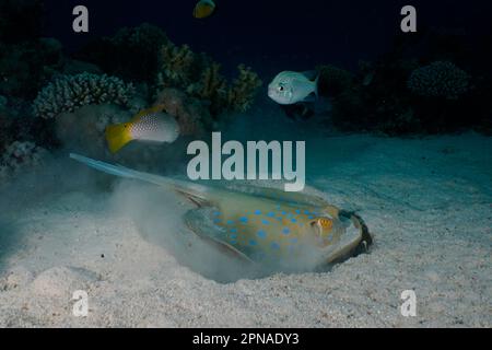 Bluespotted Bipbontail ray (Taeniura Lymma) Futtersuche in der Nacht, beobachtet an arabischer Monokelbrasse (Scolopsis ghanam) und schachbrettschunker Stockfoto